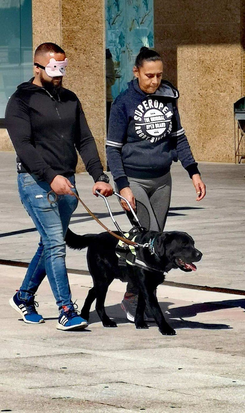 los perros de terapia tienen que estar certificados